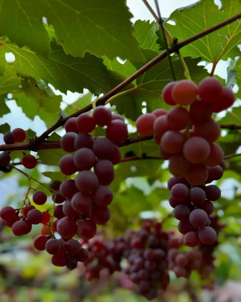 Vinícola Assunção: um pedacinho da Europa no coração do Cerrado
