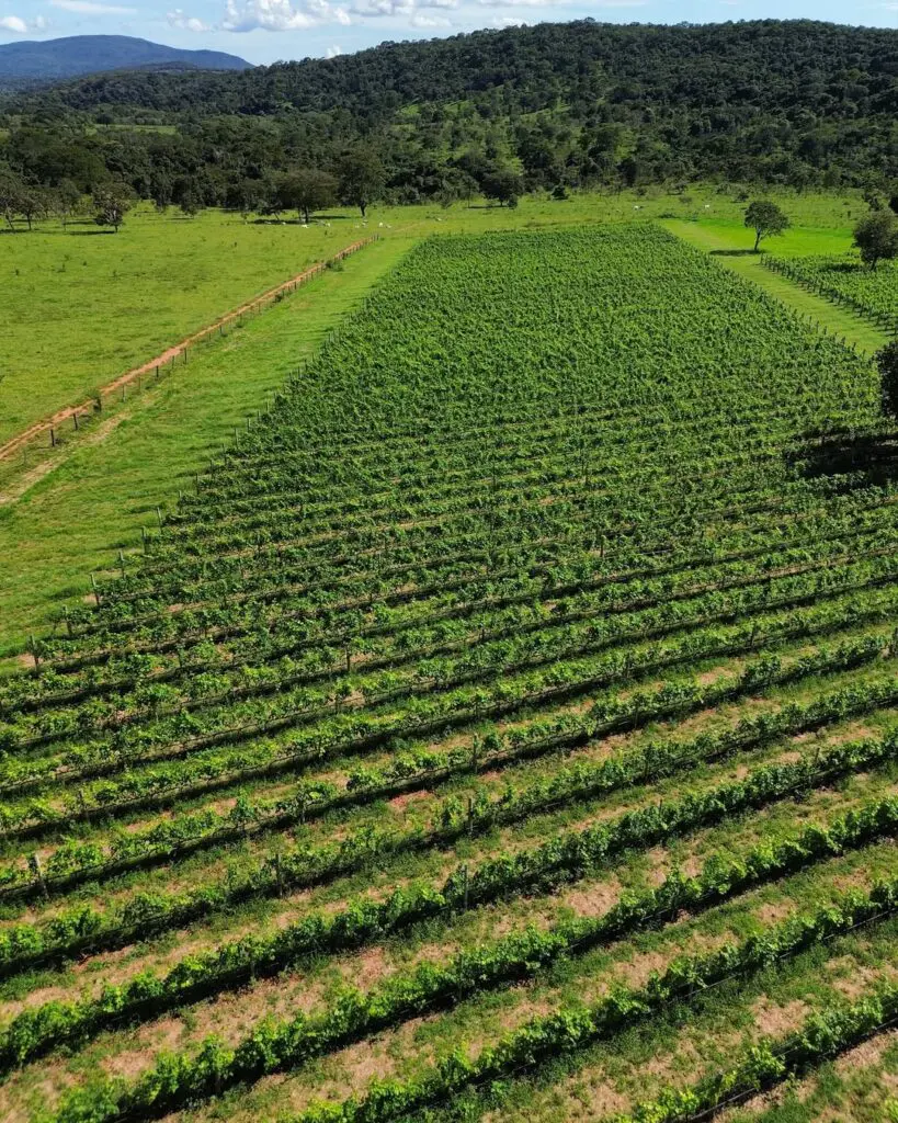 Vinícola Assunção: um pedacinho da Europa no coração do Cerrado