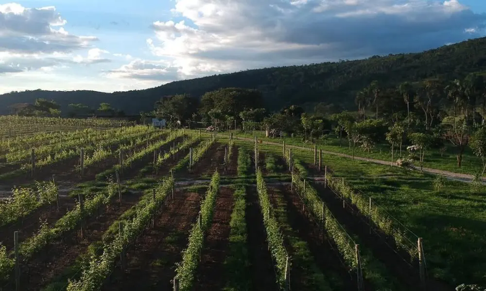 Vinícola Assunção: um pedacinho da Europa no coração do Cerrado