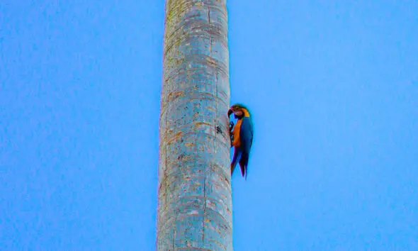 Arara no tronco da palmeira encanta Pirenópolis