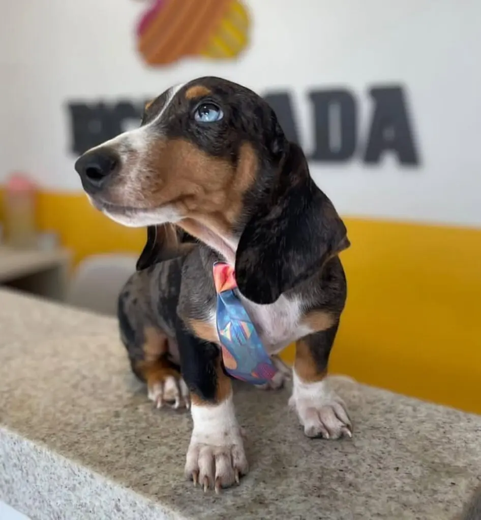 Bicharada cuida do seu pet com carinho e excelência