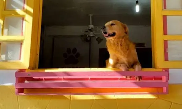 Bicharada cuida do seu pet com carinho e excelência Bicharada cuida do seu pet com carinho e excelência