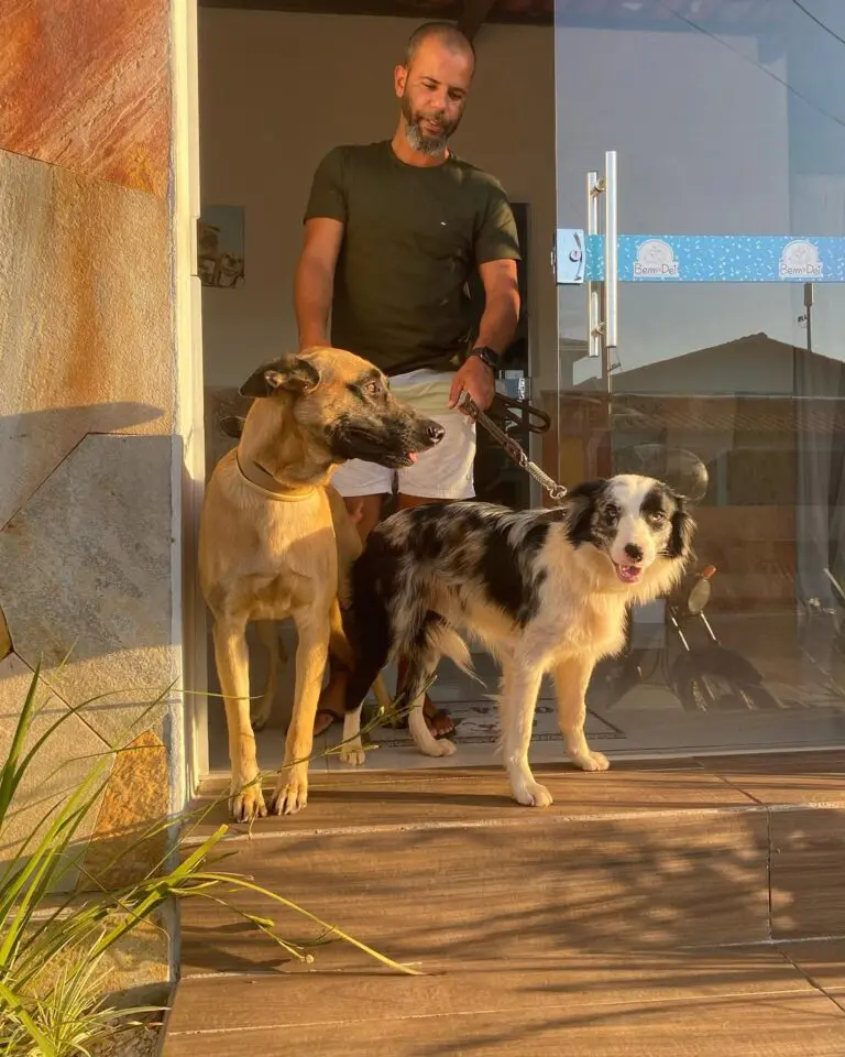 Bem Pet: cuidado e carinho para seu pet em Pirenópolis