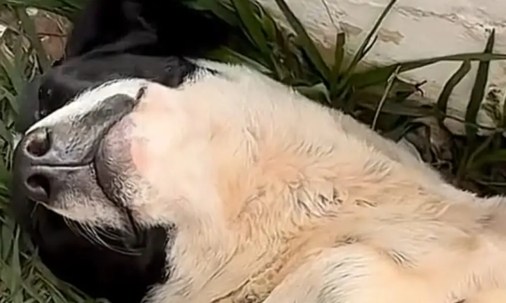 Cachorro dorme em praça de Piri e encanta a internet