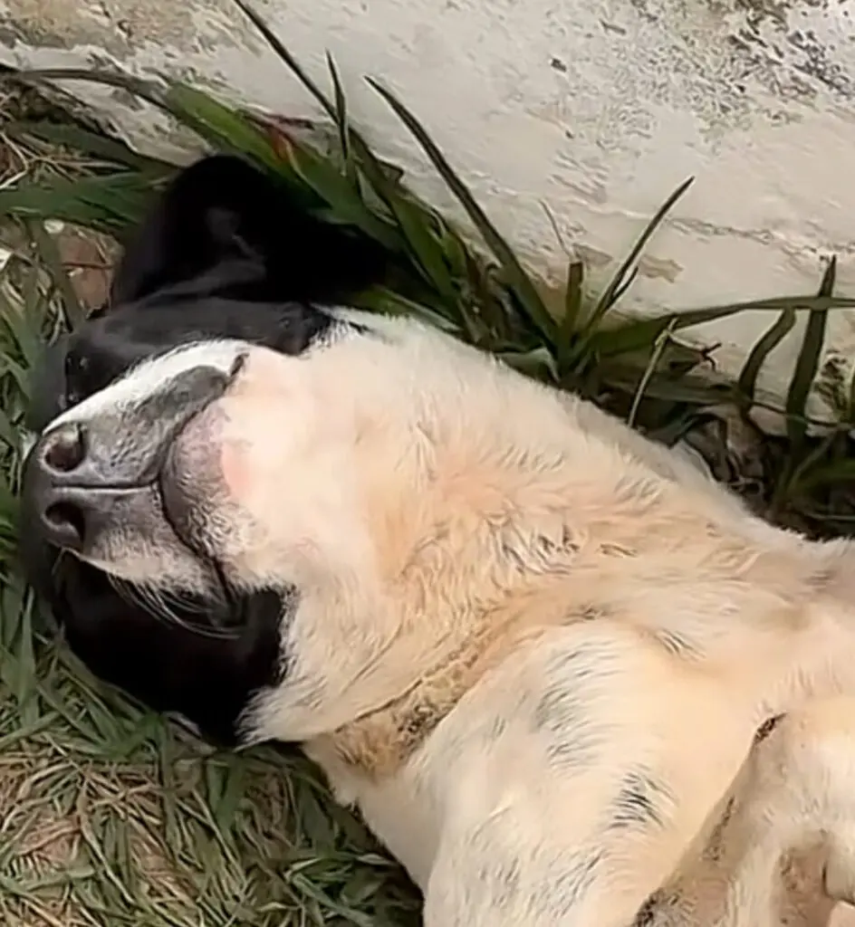 Cachorro dorme em praça de Piri e encanta a internet