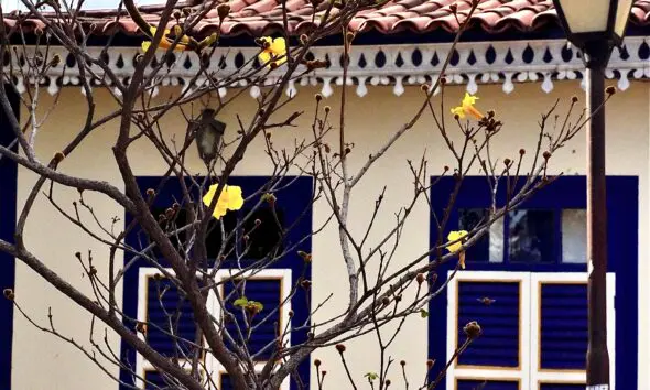 Ipê amarelo floresce diante de casarão centenário