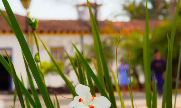 Flores que encantam o coreto de Pirenópolis
