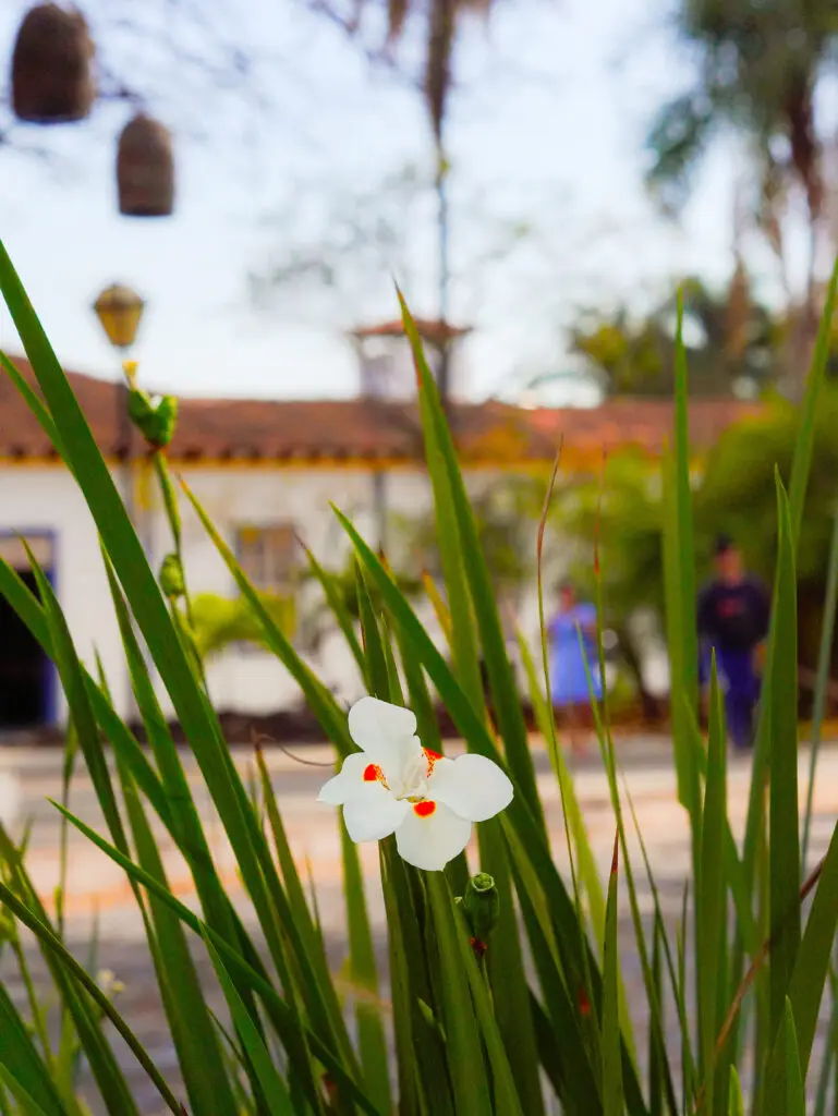 Flores que encantam o coreto de Pirenópolis