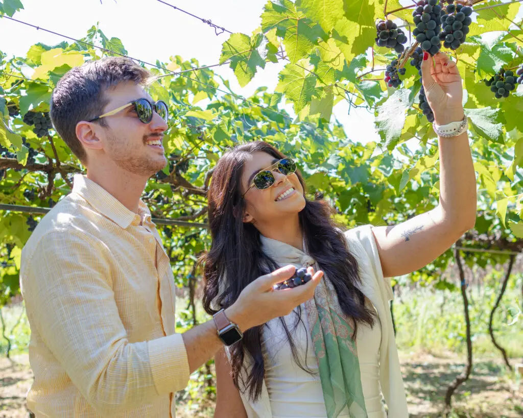 Casal colhendo uvas no parreiral.