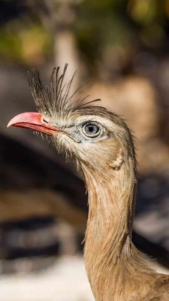 A majestade da seriema no Cerrado