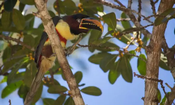Birdwatching em Piri: 400 aves e diversidade