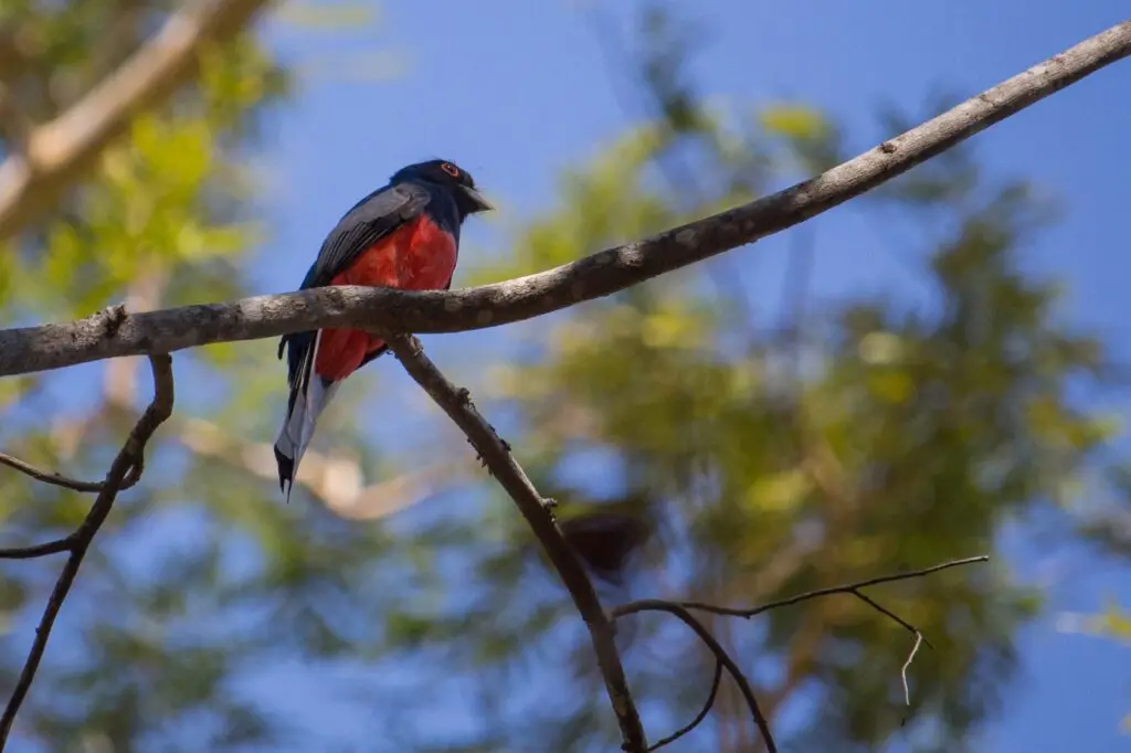 Birdwatching em Piri: 400 aves e diversidade