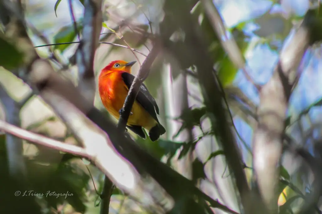 Birdwatching em Piri: 400 aves e diversidade