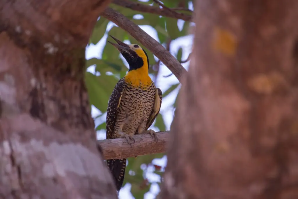 Birdwatching em Piri: 400 aves e diversidade