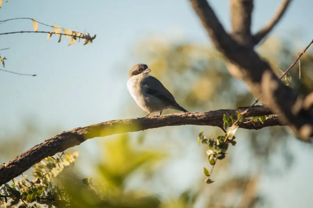 Birdwatching em Piri: 400 aves e diversidade