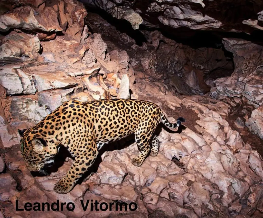 Biólogo reage a vídeo do Bichos dos Pireneus