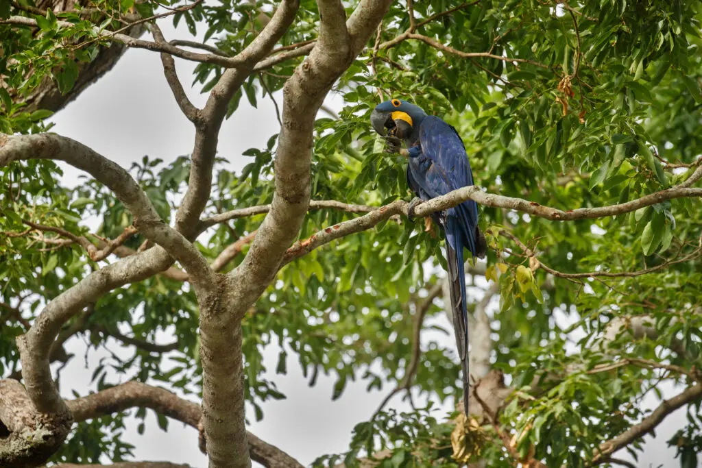 Piri: um celeiro de aves no Cerrado e agora no radar do MTur