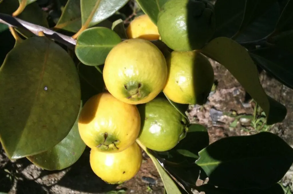 Frutos do Cerrado: Sabor, nutrientes e tradição