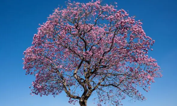 Dia da Saúde: natureza é o melhor remédio