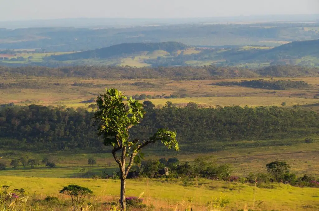 Preservar o Cerrado é proteger nossas vidas!