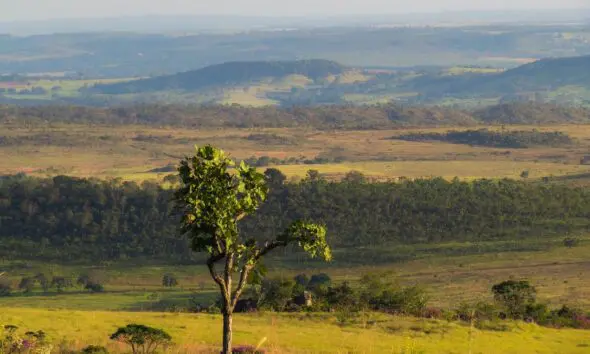 Preservar o Cerrado é proteger nossas vidas! Preservar o Cerrado é proteger nossas vidas!