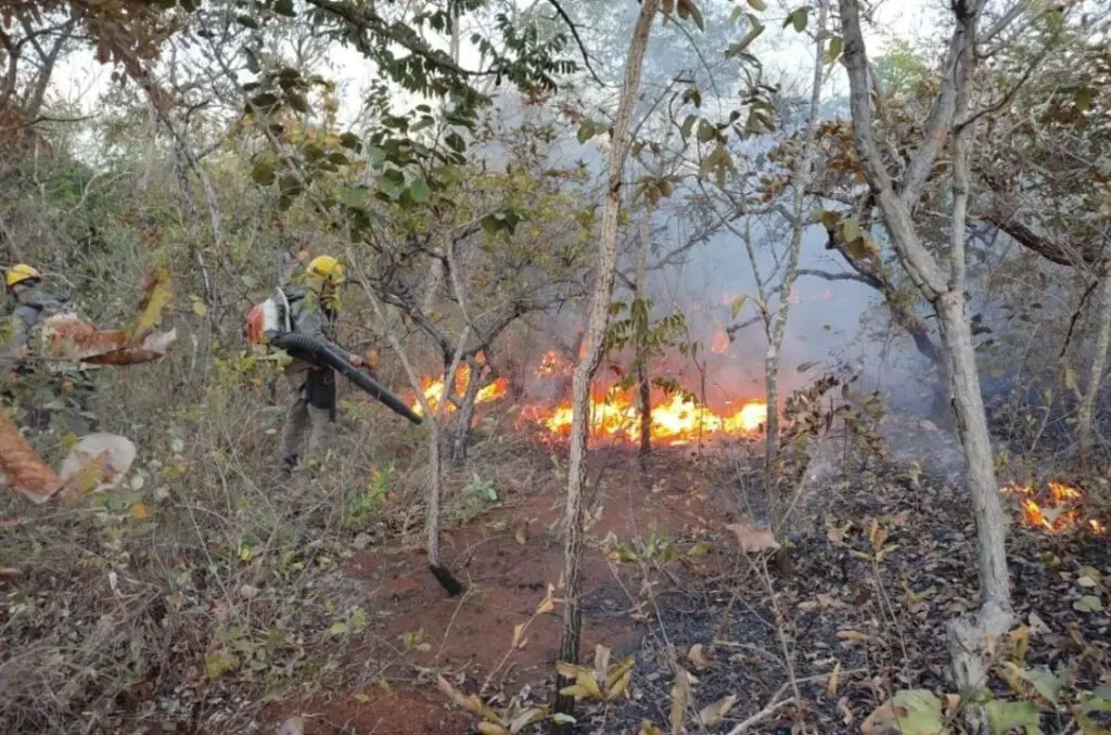 Seca prolongada deixa Goiás em alerta para incêndios