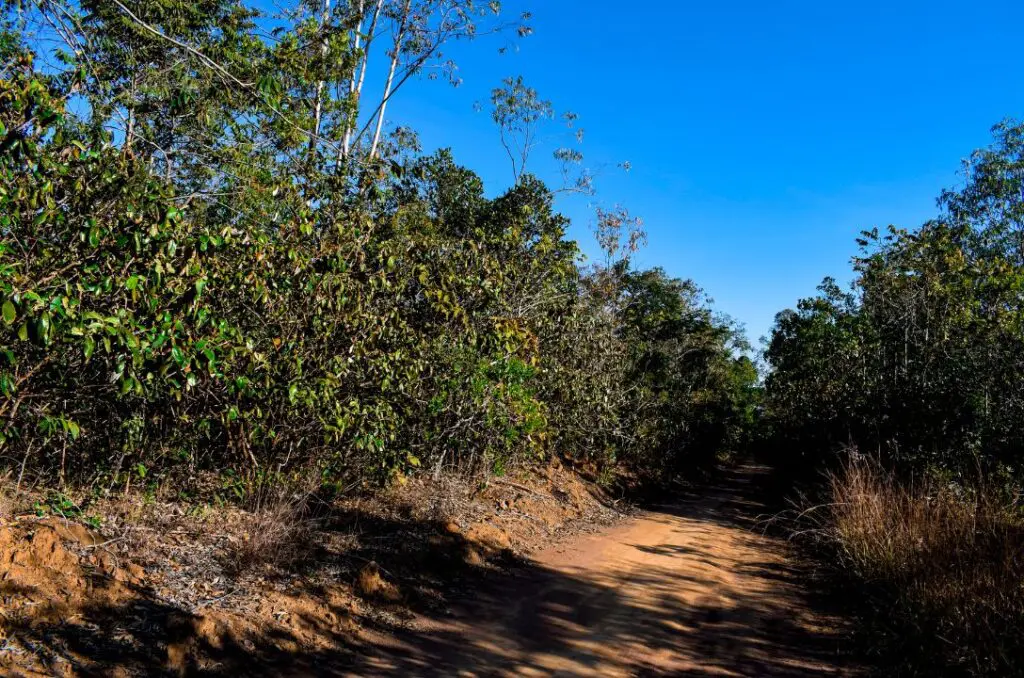 O Cerrrado é a Savana com flora mais biodiversa do mundo