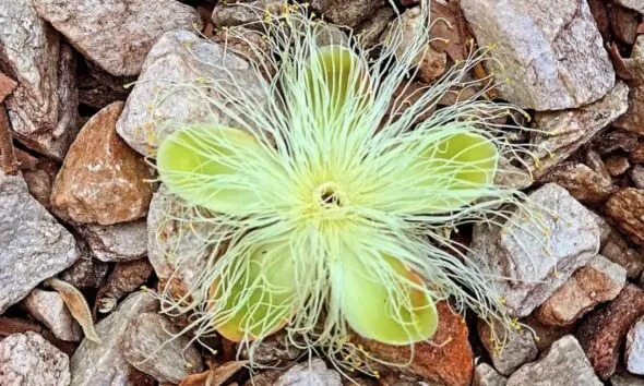 Flor de pequi: poesia do Cerrado em Pirenópolis