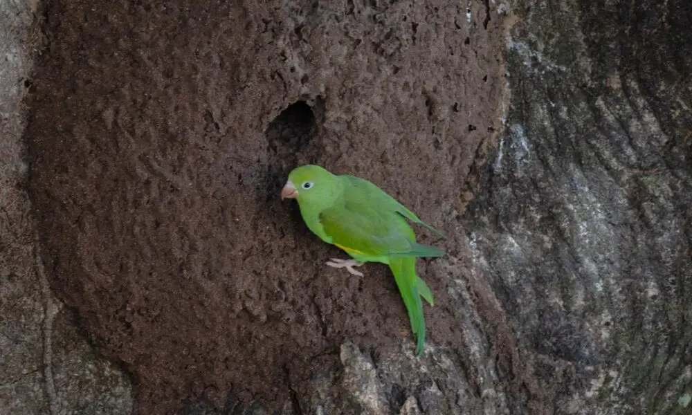 Periquito no Cerrado: cores e cantos que encantam Piri