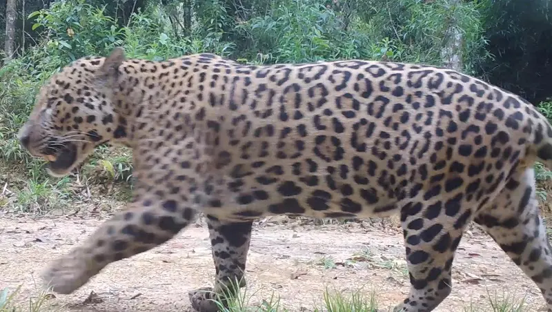 Bi&oacute;logo reage a v&iacute;deo do Bichos dos Pireneus