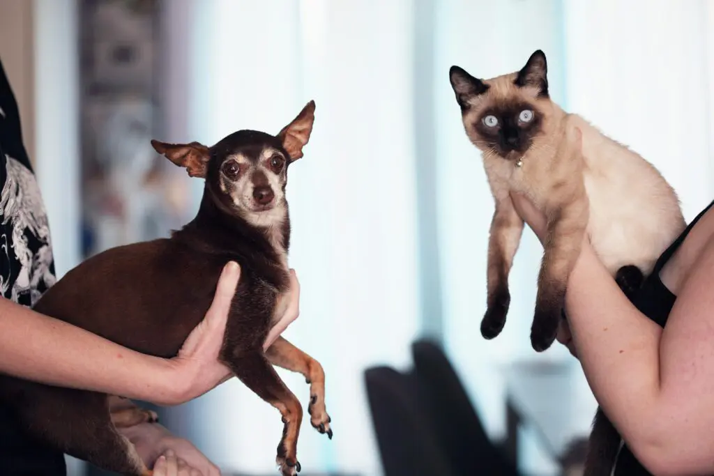 Dia D de Vacinação para Cães e Gatos em Piri