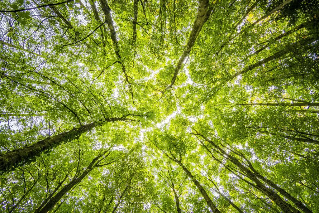 MPGO e Pirenópolis firmam acordo para reestruturar Meio Ambiente
