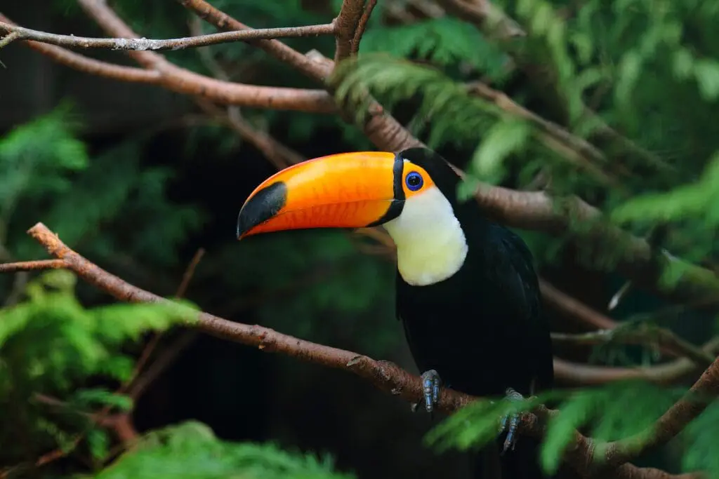 Piri: um celeiro de aves no Cerrado e agora no radar do MTur