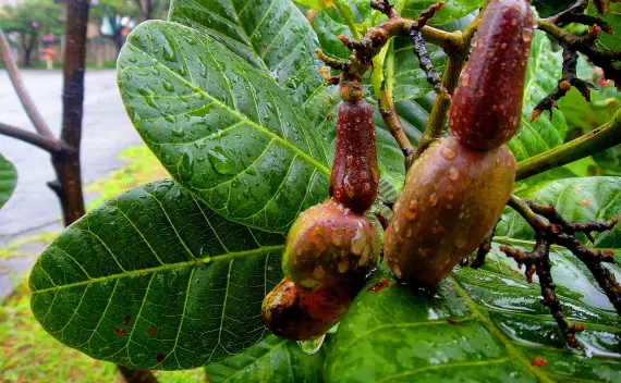 Chuva chega em Brasília e Anápolis, mas em Pirenópolis só ventania