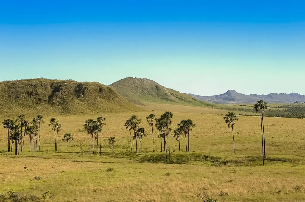 Cerrado goiano: desafios entre preservação ambiental e produção