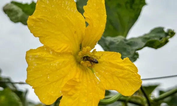 Abelha em flor de bucha vegetal simboliza vida e equilíbrio no Cerrado