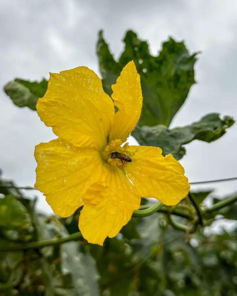 Abelha em flor de bucha vegetal simboliza vida e equilíbrio no Cerrado