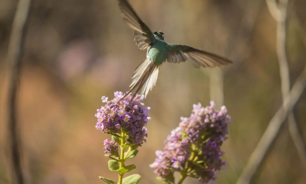 Primavera em Pirenópolis: beija-flor celebra o florescer do Cerrado