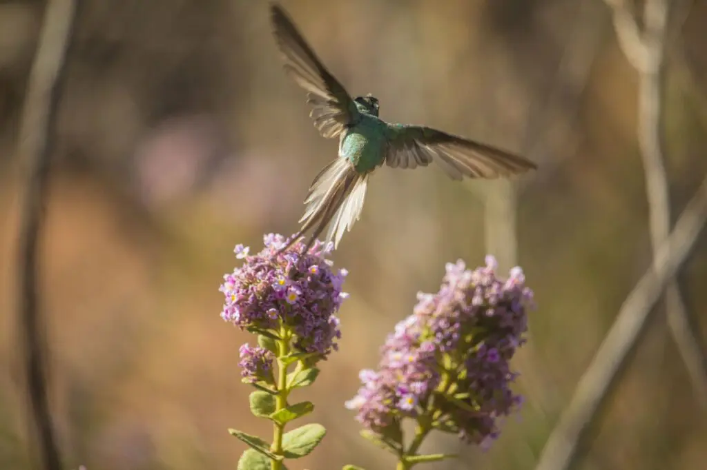 Primavera em Pirenópolis: beija-flor celebra o florescer do Cerrado