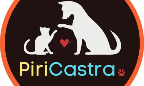Pirenópolis é Destaque em Homenagem à Causa Animal em Goiânia Pirenópolis é Destaque em Homenagem à Causa Animal em Goiânia