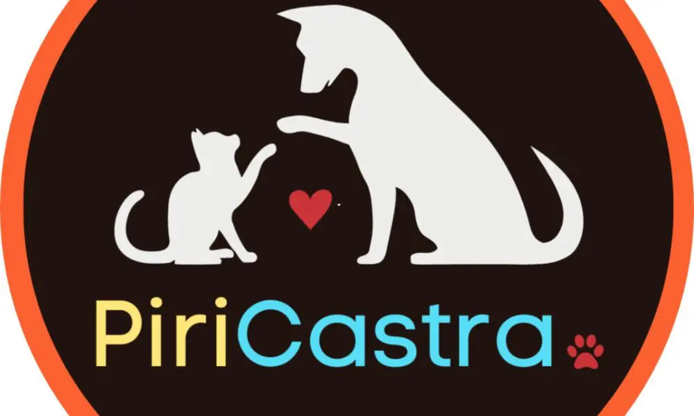 Pirenópolis é Destaque em Homenagem à Causa Animal em Goiânia