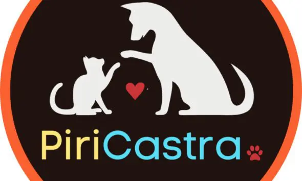Gatos: curiosidades, fofura e dicas para os gateiros de Pirenópolis Gatos: curiosidades, fofura e dicas para os gateiros de Pirenópolis