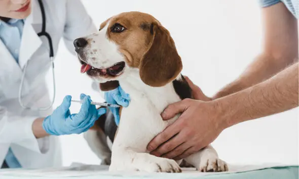 Dia D da Prevenção Animal acontece em Pirenópolis Dia D da Prevenção Animal acontece em Pirenópolis