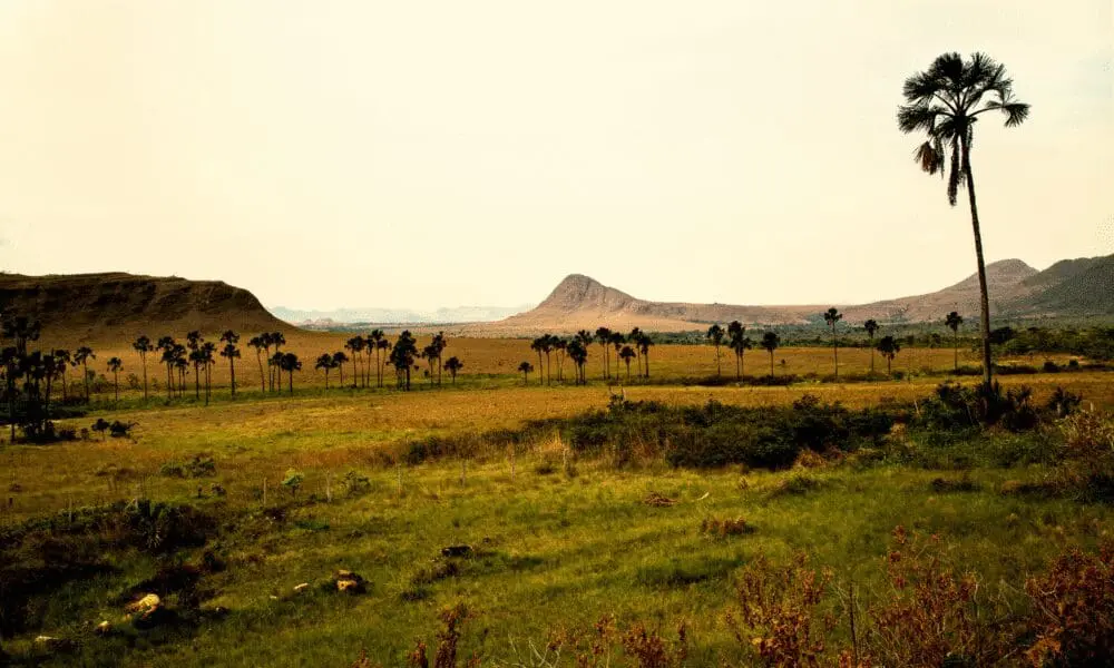 Cerrado goiano: desafios entre preservação ambiental e produção