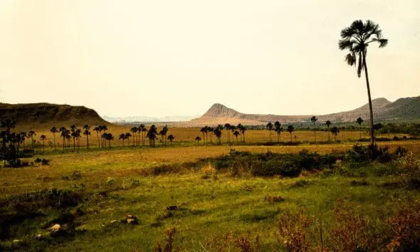 Cerrado goiano: desafios entre preservação ambiental e produção