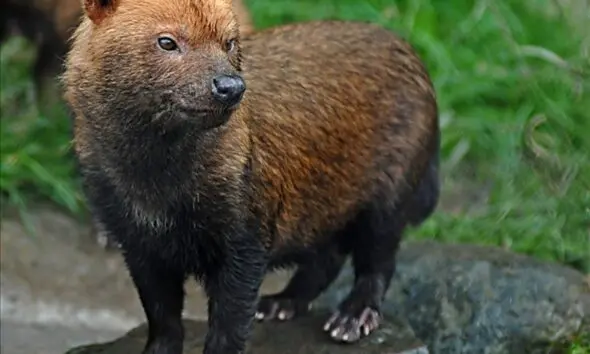 Aparição de animal ameaçado reforça a urgência de preservar o Cerrado