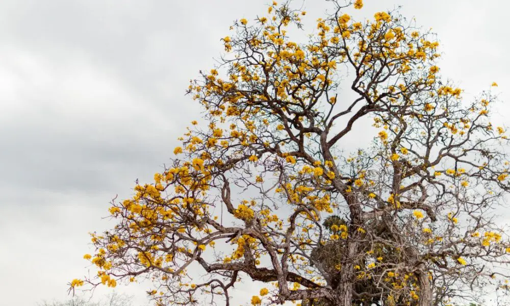 Ipê Amarelo encanta com sua beleza em Pirenópolis