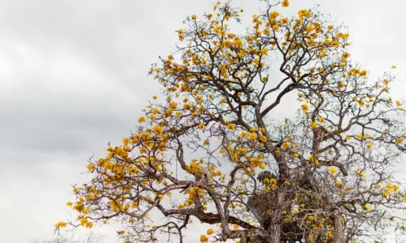 Ipê Amarelo encanta com sua beleza em Pirenópolis