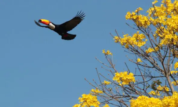 Dia do Cerrado: Natureza e resistência em Pirenópolis Dia do Cerrado: Natureza e resistência em Pirenópolis