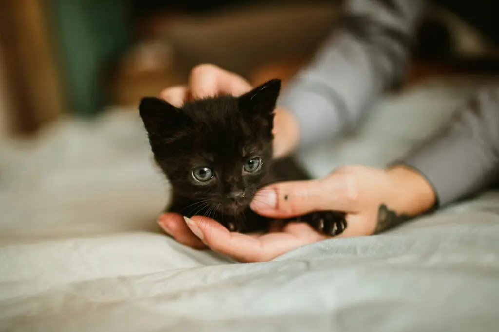 Gatos: curiosidades, fofura e dicas para os gateiros de Pirenópolis 